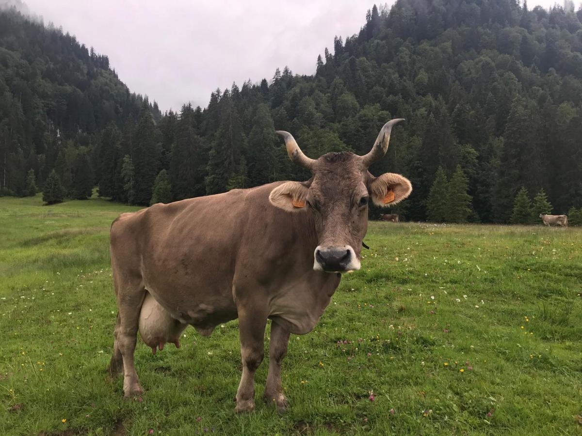 Kleine Ferienwohnung Am Rande Der Wildnis Sibratsgfäll Extérieur photo